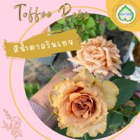 กุหลาบ Toffee ดอกสีน้ำตาล แบบถุงใหญ่