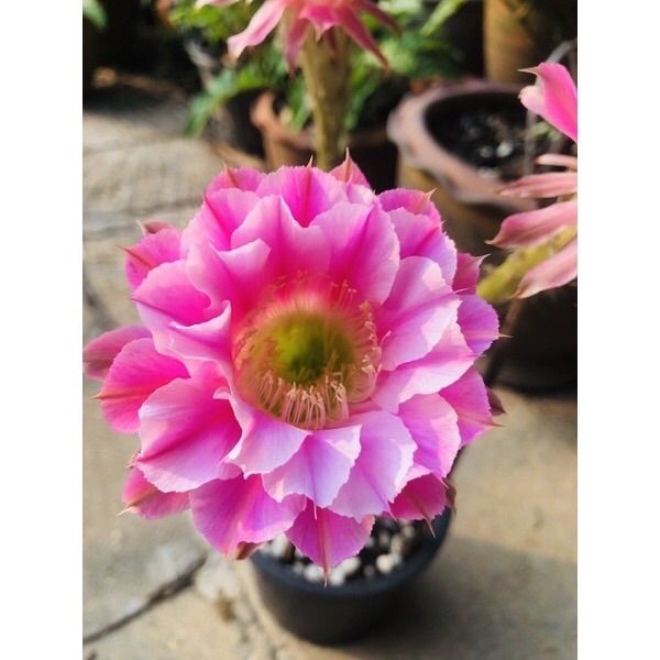 แคคตัส-อิชินอปซิส-ไฮบริด-พิงค์แองเจิ้ล-echinopsis-hybrid-angel