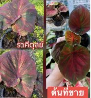 ราศีตุลย์บอนสี บอนสีแรร์ๆไอเทม บอนสีน่าสะสม จัดส่งให้ทั้งกระถาง☘️?