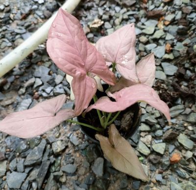 🥰ออมชมพู❤ล็อตใหม่ต้นใหญ่ ไม้วางข้อ( PINK SYNGONIUM)