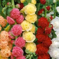 เมล็ดพันธุ์ ฮอลลี่ฮ็อค ดอกซ้อน คละสี ( Hollyhock Mix ) บรรจุ 10 เมล็ด