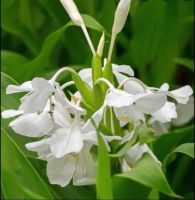 ต้นมหาหงษ์. สเลเต ว่านมหาหงษ์ ว่านมหาลาภ มหาโชค มหาบัวขาว มหามงคล (Hedychium coronarium J.Koenig ) ต้นสูง 70-90 ซม. ความเชื่อว่าจะช่วยเสริมเสน่ห์ให้กับผู้ปลูก ให้คนรักคนหลง โดยจะนิยมปลูกเพื่อเพิ่มเมตตามหานิยมและความเป็นสิริมงคลให้แก่สถานที่ปลูก