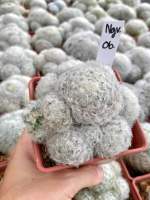 แมมขนแกะดอกสีขาว Mammillaria Plumosa กระถาง 4 นิ้ว จัดส่งทั้งกระถาง รหัส Ngv06