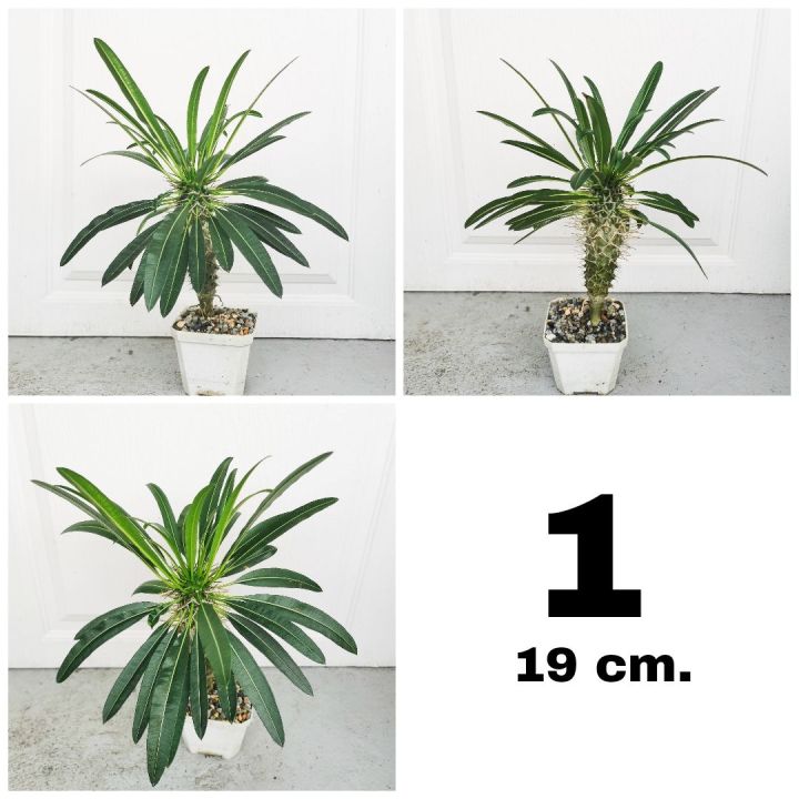 พาชีโพเดียม-ลาเมอริไอ-pachypodium-lamerei-ชวนชมหนาม-ลีลาวดีหนาม-มาดากัสการ์ปาล์ม