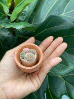 Lithop ไลทอป (0.8-1 cm.) ?น้องตูด 4 ต้น+กระถางดินเผาจิ๋ว (1 นิ้ว)