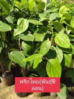 พริกไทย(พันธุ์ซีลอน)