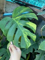 ต้นมอนเหลือง มอนสเตอล่าออเรีย monstera aurea var