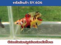 ปลากัดนีโม่สองหาง (Young Male Nemo DT) เพศผู้ เป็นปลารุ่นสีเต็มขนาด1.4นิ้ว นำไปเลี้ยงขุนต่อจะโต สีเต็ม สวยขึ้นอีกเยอะ