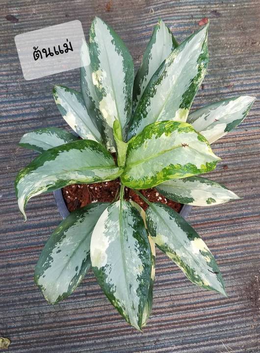 อโกลนีมาสุวรรณภูมิด่าง-อโกลนีมา-aglaonema-อโกลนีมาด่าง-aglaonema-sp-suwannaphum