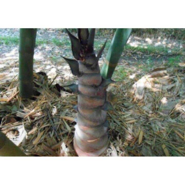 เมล็ดพันธุ์-ไผ่หน่อยักษ์-giant-bamboo-บรรจุ-10-เมล็ด-ลำต้นใหญ่-หน่อใหญ่-รัปประทานนำไปทำอาหารได้-นิยมปลูกมาก