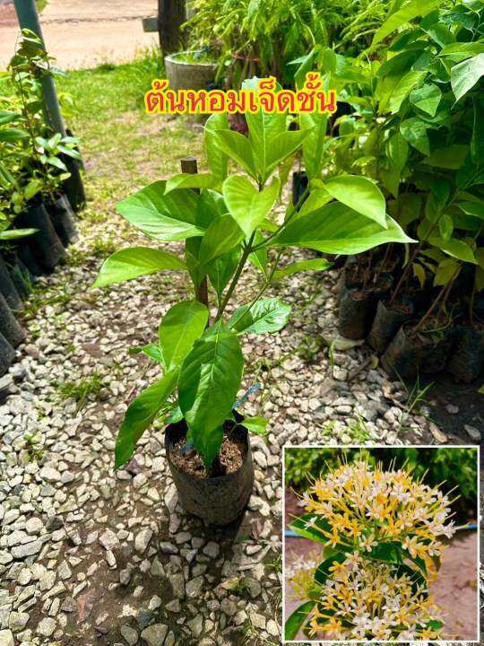 หอมเจ็ดชั้น-หอมเจ็ดชั้นจะแตกกิ่งเป็นชั้นๆขึ้นไปเรื่อยๆ-เมื่อออกดอกจะออกดอกที่ปลายกิ่ง-ออกพร้อมกันทั้งต้น-หากต้นสมบูรณ์และใหญ่พอ-จะออกดอกเป็นชั้นๆ-ตามชั้นของกิ่ง