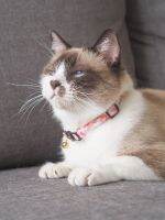 GENTLEPURR Cat Collar ปลอกคอแมว สินค้านำเข้าจากสิงคโปร์