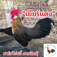 ไข่เชื้อไก่ต่อ [เยียร์แดง] ชุดพิเศษ|ฟาร์มไก่แจ้ กาฬสินธุ์