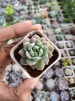 ต้นไม้อวบน้ำ กุหลาบหิน อิชิเวเรีย วอร์ฟีลด์วันเดอร์ Echeveria worfield wonder