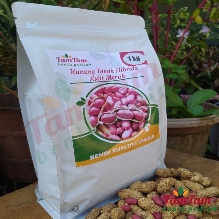 Benih Kacang Tanah Jumbo Hibrida Kulit Merah Kemasan Premium 1kg