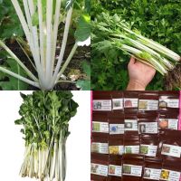 เมล็ดพันธุ์ คื่นฉ่ายสีขาว(White Chinese Celery) บรรจุ 80 เมล็ด