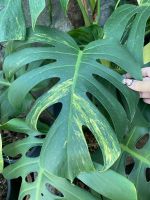 มอนสเตอร่า ออเรีย มอนด่างเหลือง Monstera Aurea