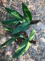 พลูปีกนกด่าง Monstera Standleyana variegated