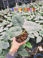 อโลคาเซียเมโล Alocasia melo ไม้เนื้อเยื่อ อนุบาล เลี้ยงต่อได้เลย