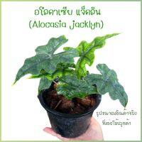 ต้นอโลคาเซียแจ็คลิน Alocasia Jacklin