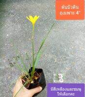 ต้นบัวดิน ลำต้นเล็ก Rain lily ถุงเพาะ 4" มีสองสีให้เลือก เหลืองอร่าม และชมพูเลี้ยงง่าย ทนแล้ง