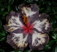 เมล็ดพันธุ์ชบาแคริบเบี้ยน แดร็คคิวล่า ฟิอางเซ่(Draculas Fiance Caribbean Hibiscus Seed)บรรจุ 10 เมล็ด ของแท้ คุณภาพดี ราคาถูก นำเข้าจากต่างประเทศ