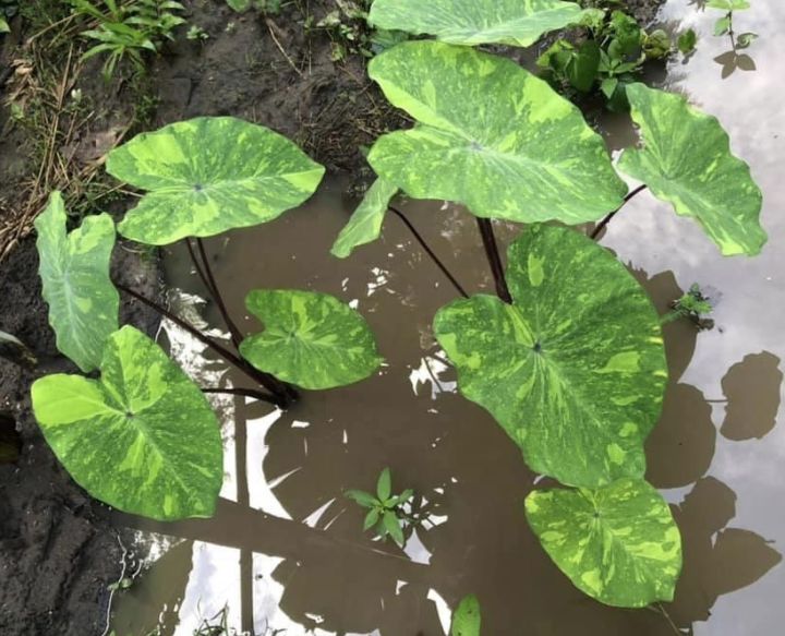 ไม้น้ำจัดสวน-ได้ทั้งแดดและล่ม-สวยๆลายด่างแปลกตา-บอนเลม่อนไลม์-colocasia-lemon-lime-ลดราคาเหลือ-4-2-บาท-จัดส่งทั้งกระถางรากเดินดี-เลี้ยงได้ทั้งน้ำและดิน