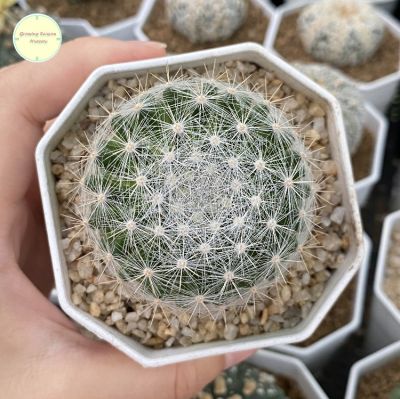 แมมแคนดิด้า แมมมิลลาเรีย แคนดิด้า (Mammillaria Candida) แคคตัส กระบองเพชร ต้นไม้ ไม้เพาะเมล็ด