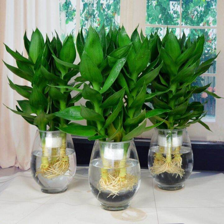 Ready stock New year plant indoor plant Lucky bamboo guanyin bamboo
