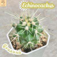 [ถังทอง] Echinocactus Grusonii ส่งพร้อมกระถาง แคคตัส Cactus Succulent Haworthia Euphorbia ไม้หายาก พืชอวบน้ำ ไม้หนาม ไม้ทะเลทราย กระบองเพชร