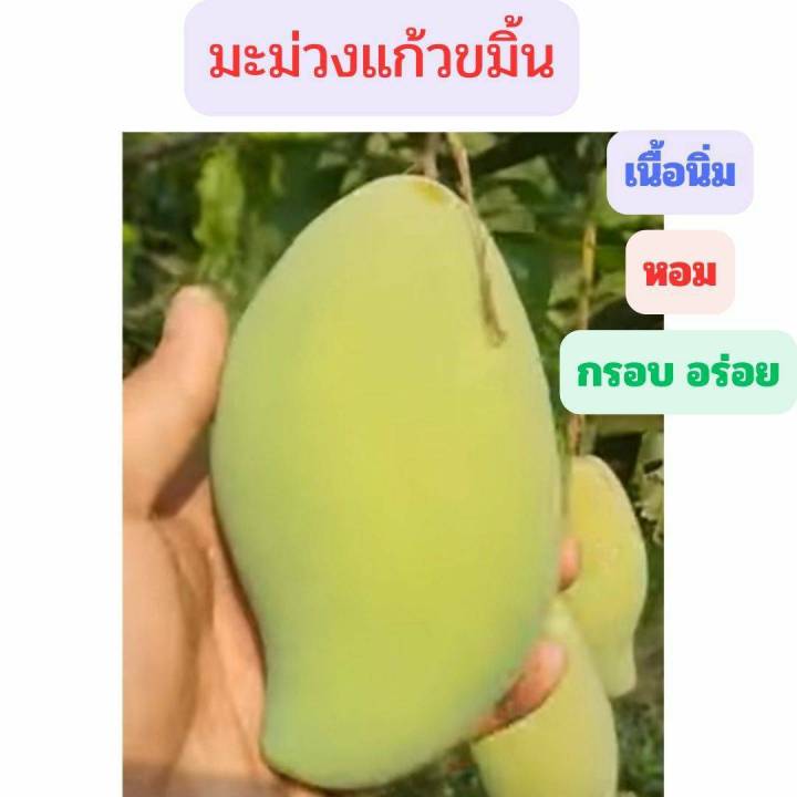 มะม่วงแช่อิ่ม-จากมะม่วงแก้วขมิ้น-หวาน-กรอบ-อร่อย-ขนาด-500-กรัม-ซีลสุญญากาศอย่างดี-ผลไม้แช่อิ่ม