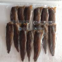 ปลาดุกร้าทะเลน้อยพัทลุงแท้?%ขนาด300กรัม