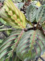 คล้ามารันต้า เรด #Maranta Red กระถาง 4”