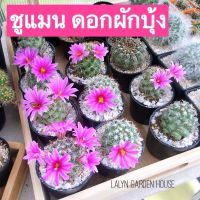 ??ชูแมน ดอกผักบุ้ง สวยๆ ดอกสวยมาก  ✨ แมมชูแมน Mammillaria schumannii Hildm.