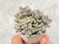 เกรปโตพิทาลัม เมนดูซ่า(m) Graptopetalum Mendozae ไม้อวบนำ้ กระถาง 2 นิ้ว