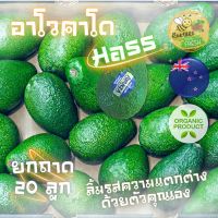 อะโวคาโด นำเข้า ยกถาด20ลูก สายพันธุ์Hass Extraผลโต200กรัมขึ้น ที่สุดของอาโวคาโดนิวซีแลนด์ เนื้อหวานมัน หอมครีม สดทุกวัน✨