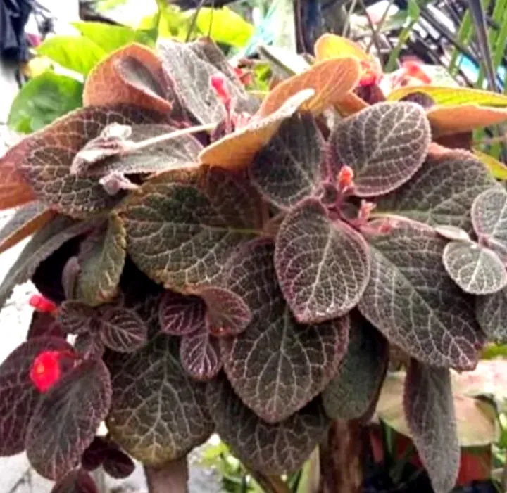 Episcia 