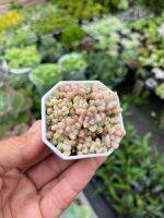 เกรปโตพิทาลัม เมนดูซ่า (S) Graptopetalum Mendozae ไม้อวบนำ้ กระถาง 2 นิ้ว