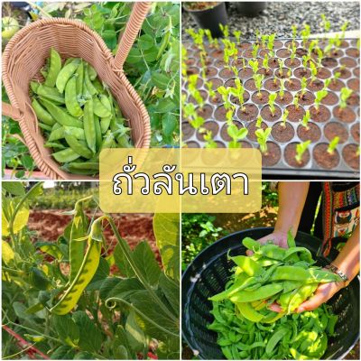 เมล็ดพันธุ์ถั่วลันเตา ดก ทำพันธุ์ต่อได้ (ชุด30เมล็ด)