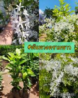 #พวงครามขาว
  White Petrea

เป็นไม้เลื้อยพวงครามพันธุ์ธรรมดาดอกเล็กกว่าสีม่วงแต่ได้มี
การพัฒนาให้ออกดอกเป็นสีขาวสวยแปลกมากออกดอกทั้งปีต่อมาได้มีการพัฒนาให้มีลักษณะเป็นไม้ทรงพุ่มซึ่งยัง

✅เป็นพันธุ์ไม้ที่หายากน่าทดลองปลูก