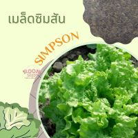 เมล็ดพันธุ์ ผักสลัด ซิมสัน 1000เมล็ด Black Seeded Simpson Lettuce เมล็ดพันธุ์แท้100%นำเข้าจากต่างประเทศ ปลูกผัก สวนครัว