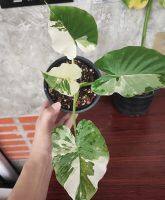 Alocasia Okinawa Silver บอนโอกินาวา  ด่างสวยๆ ฟอร์มสวย ใบล่าสุดมาอย่างแจ่ม อยู่ในกระถาง 8 นิ้ว  รากเดินดี พร้อมตั้งแม่ได้เลย ทรงดี มีอนาคต #โอกินาว่า #Okinawasilver