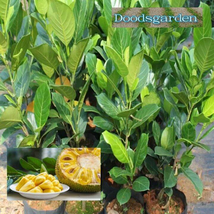 Langka/Jackfruit tree Live plantRooted plant with FREE Fertilizer