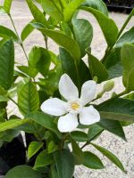 ต้นพุดพิชญา ดอกไม้สีขาว (2 ต้นราคา 60 บาท) Patsorntree