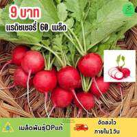 เมล็ดพันธุ์ แรดิชเชอรี่ บรรจุ 60 เมล็ด