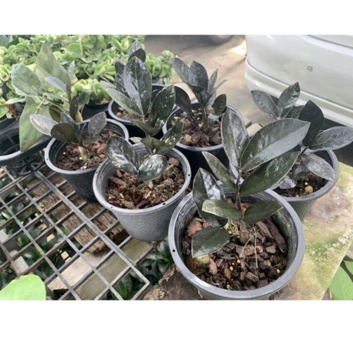 สวยอายุยืนนาน-ต้นกวักมรกตดำ-กระถาง-6-5-นิ้ว-zamioculcas-zamiifolia-black-สูง15-25-cm-กวักดำ-กวักนิลต้นไม้มงคล-โขดสวย-ไม้ฟอกอากาศ-เสริมโชคลาภฟอร์มสวยทุกต้น