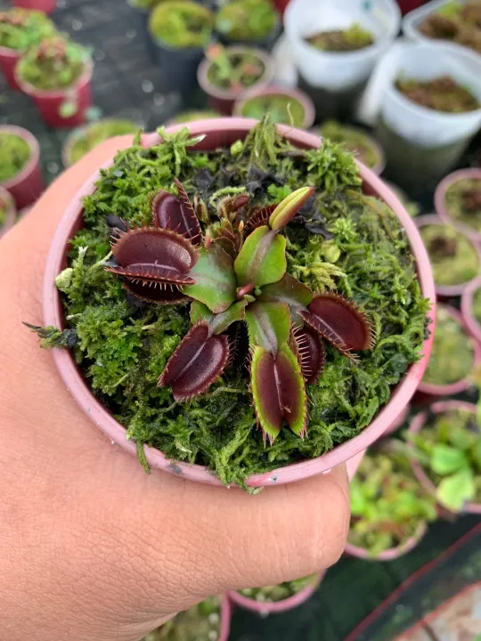 Venus flytrap Royal Red Lazada PH