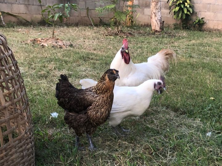 ไข่เชื้อไก่ดำมองโกเลีย-พร้อมฟักชุดละ3ฟอง-แข็งแรงโตเร็ว