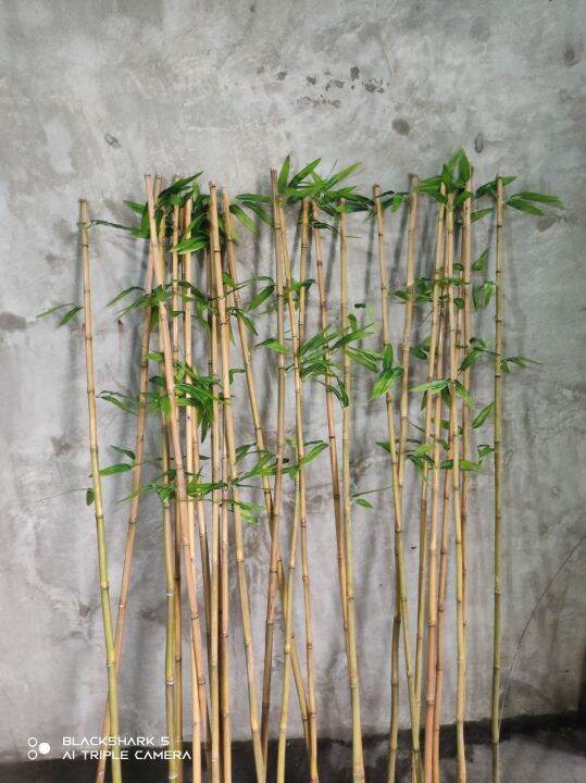 rbro10pcs/20pcs/24pcs 148cm real bamboo stick with artificial leaves