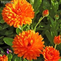 เมล็ดพันธุ์ คาเลนดูล่า (Calendula) บรรจุ 100 เมล็ดดอกไม้กินได้